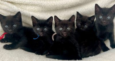 RSPCA highlights plight of black cats 